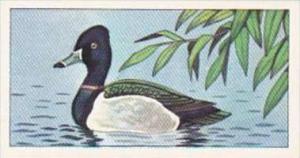Glengettie Tea Trade Card Rare British Birds No 15 Ring-Necked Dove