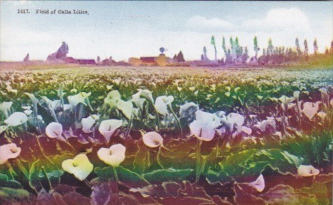 Flowers Field Of Calla Lilies In California