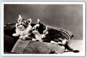 Cute Cat Kittens Postcard RPPC Photo White Black Haired c1910's Unposted Antique