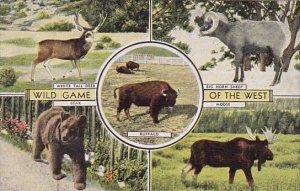 Wild Game Of The West Bear White Tail Deer Big Horn Sheep Buffalo and Moose