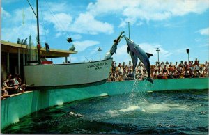 Florida Miami Seaquarium Porpoises Jumping For Food