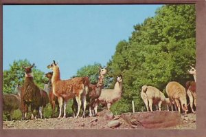 Catskill NY Herd of Llamas postcard