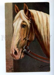 233373 Head of HORSE Berber-Hengst by THOMAS Vintage TUCK PC  