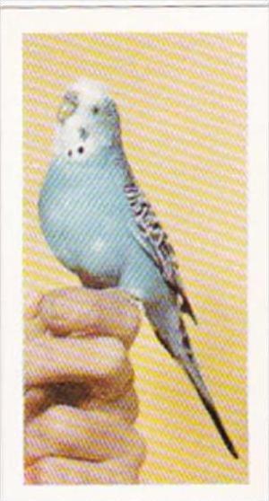 Hornimans Tea Trade Card Pets No 21 Budgerigar