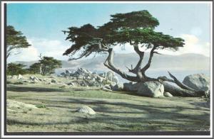 California, Pebble Beach - Monterey Cypress - [CA-180]