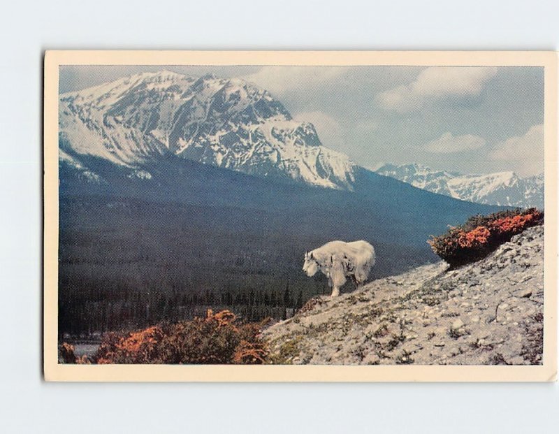 Postcard Rocky Mountain Goat (Oreamus montanus)