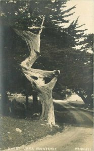 California Ghost Tree Monterey Pillsbury #1273 C-1910 Peno12732 CA21-2280 