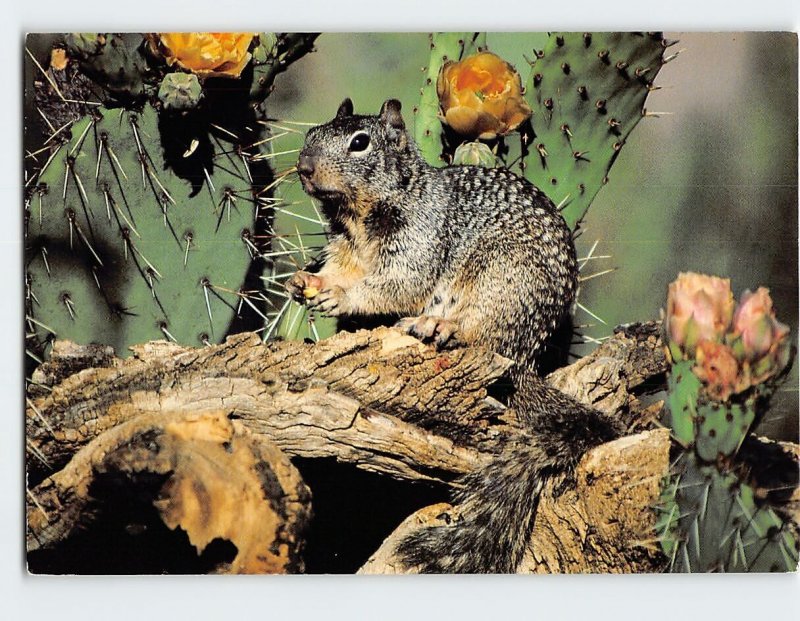 Postcard Gray Squirrel, the North