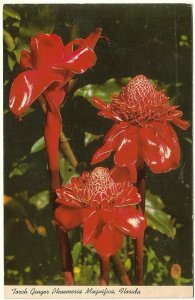 Torch Ginger, Phaemeria Magnifica, Florida, Vintage 1968 Postcard, Slogan Cancel