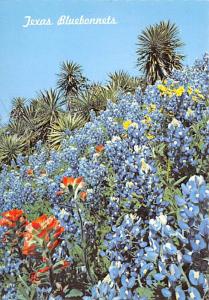 Yucca - Texas Bluebonnets