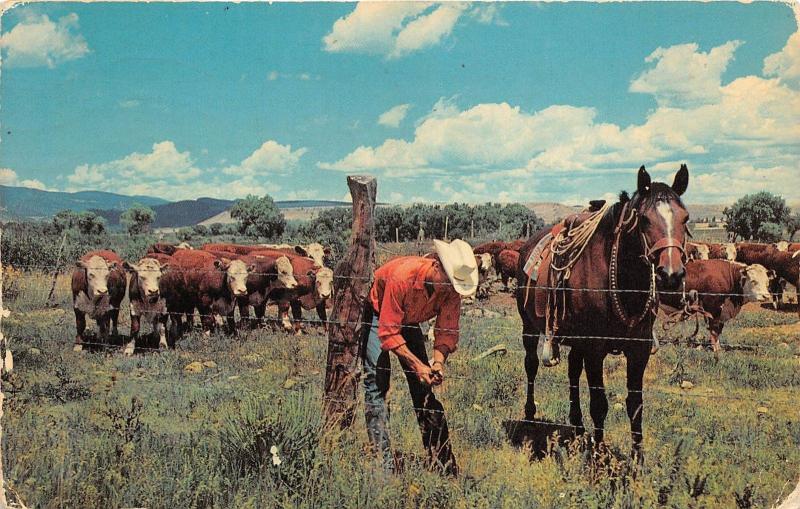 B74504 typical scene near Perryton Texas horse chevaux  usa