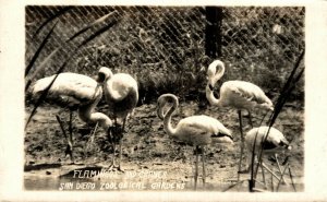 USA Flamingos And Cranes San Diego Zoological Gardens California RPPC 08.62