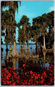 Vtg Florida FL Cypress Gardens Gnarled Knee Ancient Cypress Trees 1970s Postcard