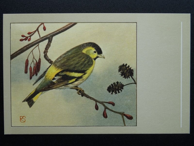 Bird Theme SISKIN c1950s Postcard by P. Sluis Series 9 No.105