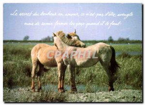 Postcard Modern Houtland Horses