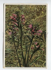 427975 Flower Pedicularis sudetica Sammelwerk Tobacco Card w/ ADVERTISING