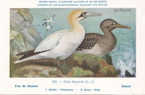 Northern Gannet Sulidae Sula Bassana WW2 Bird Rare Postcard