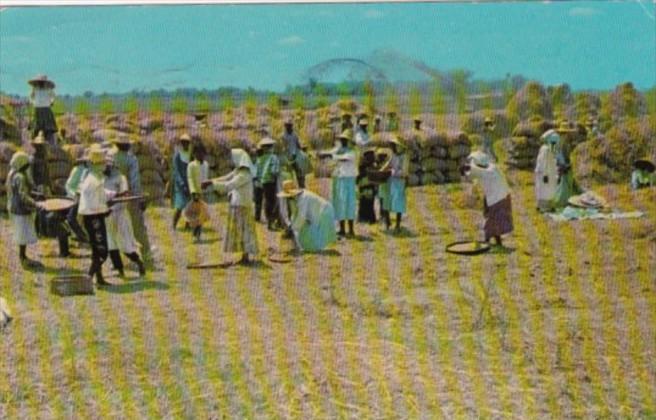 Philippines Thrshing Palay or Rice Harvest Scene