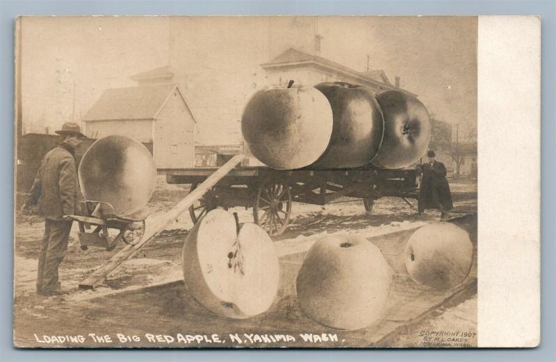 EXAGGERATED APPLES N.YAKIMA WA ANTIQUE REAL PHOTO POSTCARD RPPC COLLAGE 1907