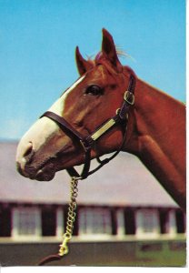 Horse Head Modern German photo postcard