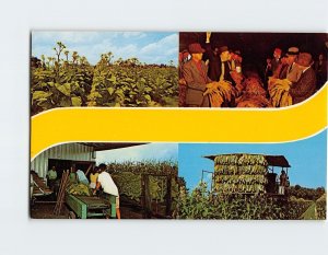 Postcard Greetings From Tobacco-Land, U.S.A.