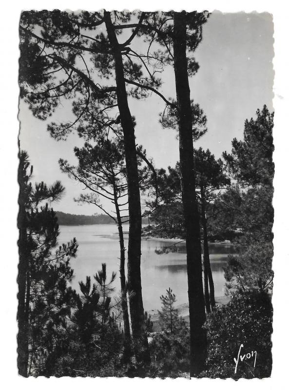 France Lac Marin Hossegor Landes View Thru Pines Glossy YVON 4X6 Photo Postcard