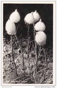 RP; Bear Grass Flower, 1950s