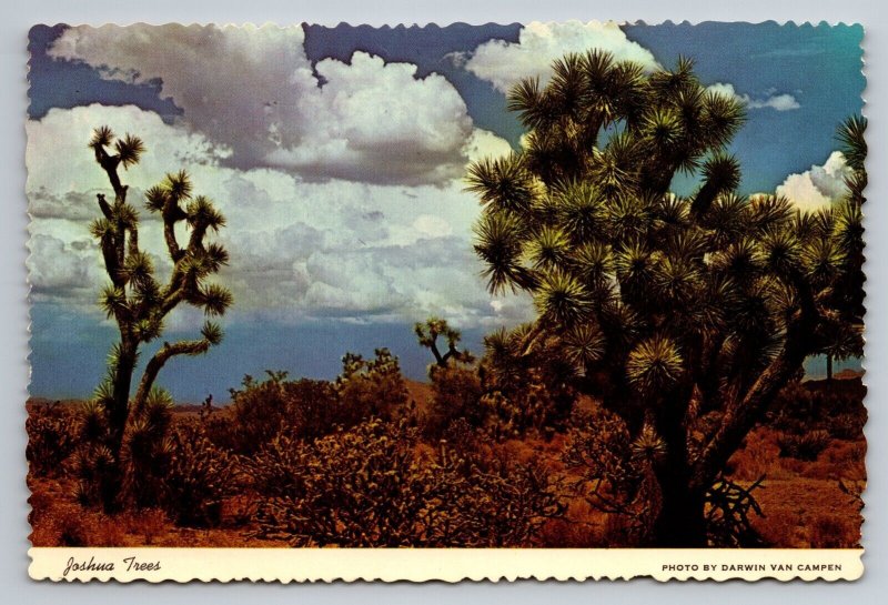 Joshua-Trees Arizona Vintage Unposted Postcard