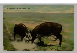 Bulls Fighting on the Plains