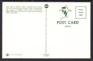 Fawn,Deer,Weeki Wachee,FL