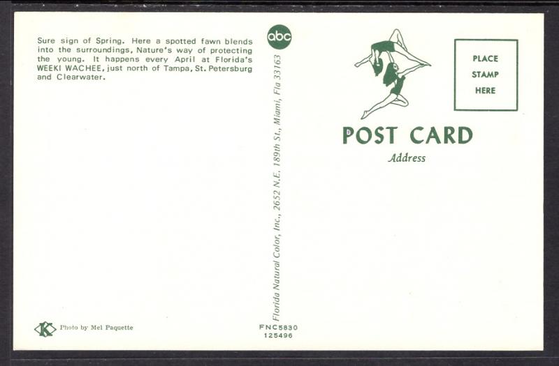 Fawn,Deer,Weeki Wachee,FL