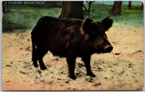 1913 A Florida Razor Back Mammal Animal Posted Postcard