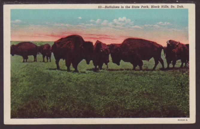 Buffaloes in the State Park,Black Hills,SD Postcard 