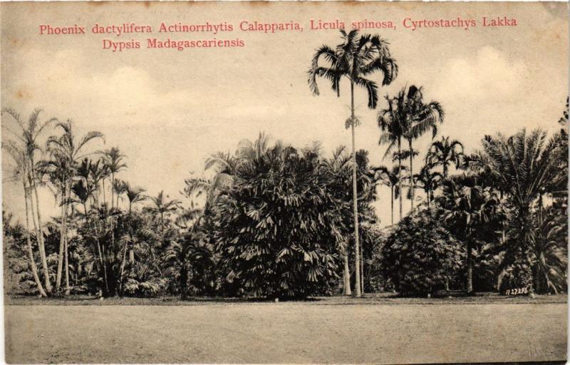 SINGAPORE PC Phoenix dactylifera Actinorrhytis Calapparia, Licula spinosa (a1495