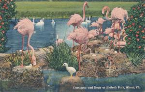 Hialeah Race Track - Miami FL, Florida - Flamingos feeding their Young - Linen