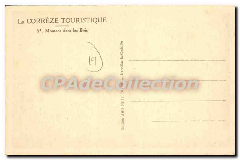 Postcard Old Sheep In The Woods