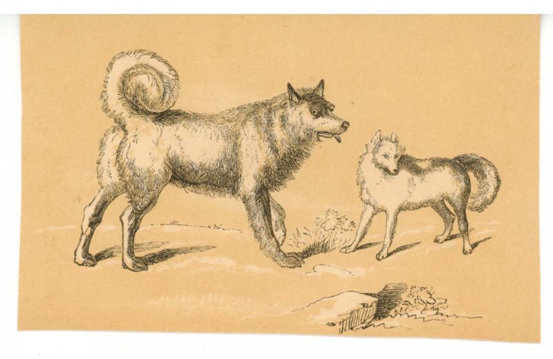 Dogs - Beautiful Sketch, Unknown Artist   (Not A Postcard)