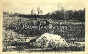 Picking Cotton in the Sandhill Section Misc NC Unused