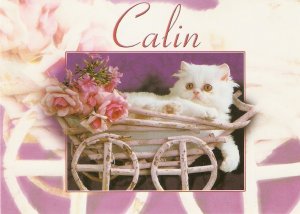 Calin cat  in his carriage. Flñowers Nice modern French photo postcard