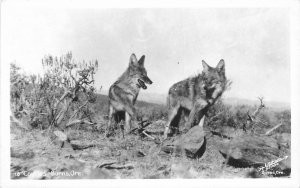 Postcard RPPC 1950s Trapped Coyote 23-2579