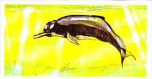 Brooke Bond Tea Trade Card Vanishing Wildlife No 14 Indus Dolphin
