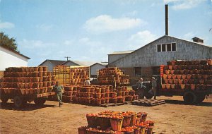 Tomato Canning Maryland's Eastern Shore - Misc , Maryland MD