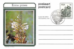 BR72063 erica pinea  flower fleur south africa