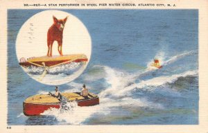 Atlantic City New Jersey Steel Pier Water Circus Surfing Dog Postcard AA58622