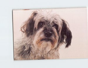 Postcard North Shore Animal League Port Washington New York USA