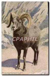 Old Postcard Big Horn mountain sheep Chevre New York zoological Park Zoo