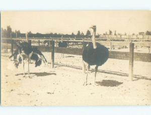 Pre-1930 rppc OSTRICH FARM San Diego California CA i9539