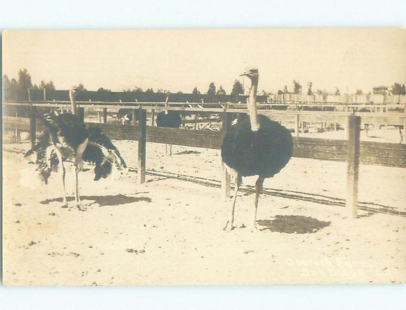 Pre-1930 rppc OSTRICH FARM San Diego California CA i9539