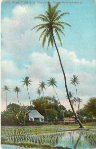 Island Curio Private Mailing Card Rice Field and Coconut Palm Trees Hawaii