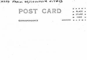 Citrus Ponderosa Grande Valley Texas 1920s Farm Agriculture RPPC Postcard 1088